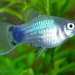 پلاتی میکی موس آبی ( Blue Mickey Mouse Platy )