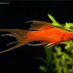 دمشمشیری باله بلند ( 	Hi Fin Lyretail Swordtail )